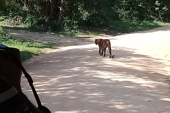 Bentota Tuk Tuk Safari - Bentota village for a closer look at local life