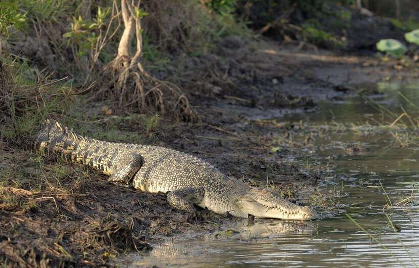 Bentota Village tour, River Safari with Westcoast - Five things to know before you go