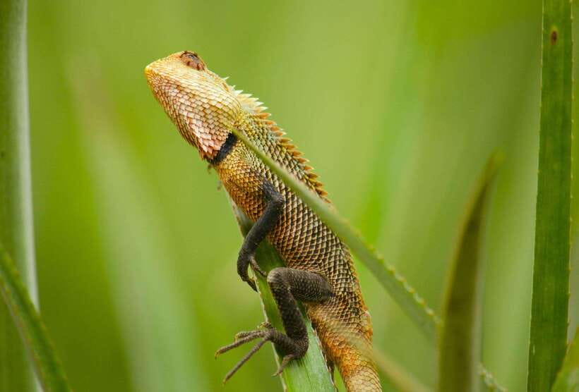Bentota Village tour, River Safari with Westcoast - Rice, curry, and homemade specialties