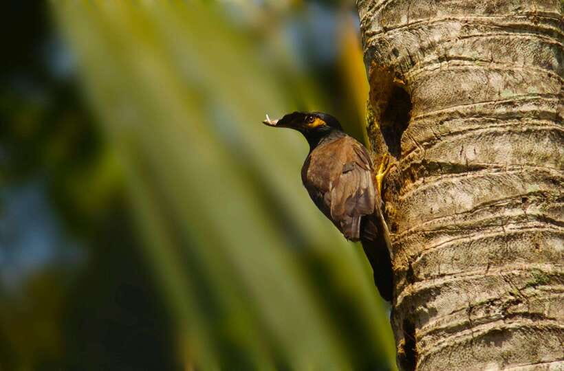 Bentota Village tour, River Safari with Westcoast - Who should book this Bentota experience?