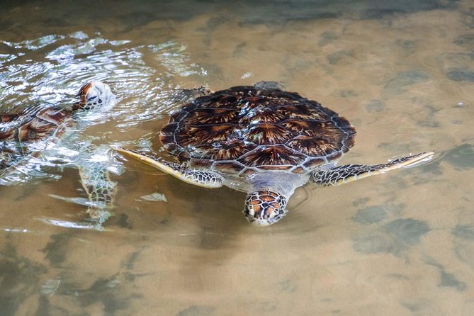 Bentota Village Tour with River Safari & Tea Plantation/Factory - All Inclusive - Lunch, Transport, and What All-Inclusive Really Covers