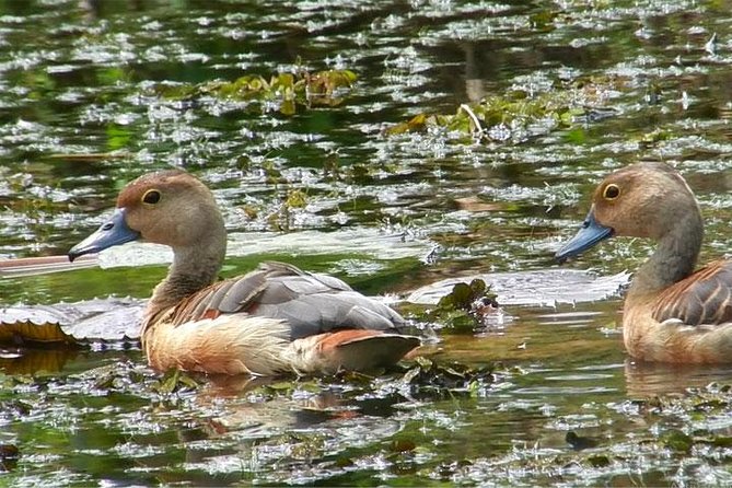 Bird watching in Colombo Wetlands- Guided Bird Walks - Key Points About This Colombo Bird Walk
