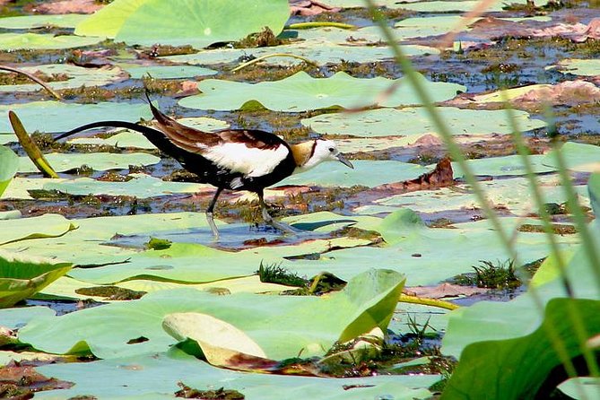 Bird watching in Colombo Wetlands- Guided Bird Walks - Why Colombo’s Wetlands Make a Good Half-Day Break
