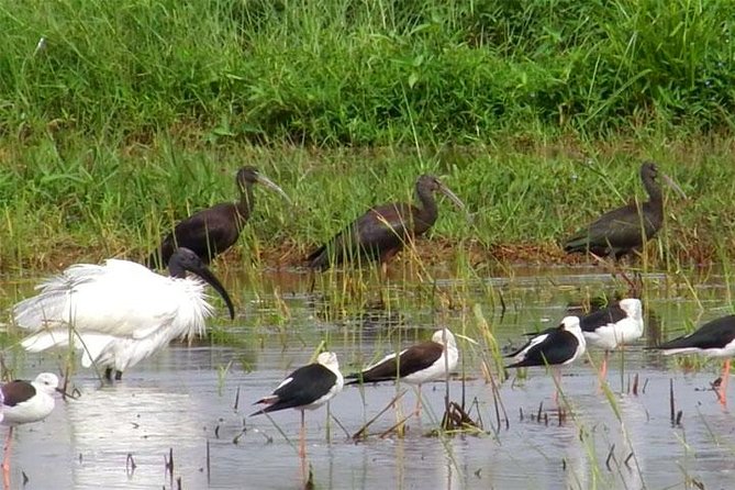 Bird watching in Colombo Wetlands- Guided Bird Walks - Photography Help and the Species Checklist