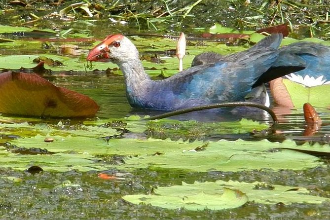 Bird watching in Colombo Wetlands- Guided Bird Walks - What the Private Format Changes