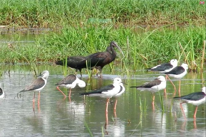 Bird watching in Colombo Wetlands- Guided Bird Walks - How Much Value Do You Get for $140?