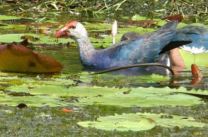 Bird watching in Colombo Wetlands- Guided Bird Walks - Timing, Weather, and What You Should Confirm