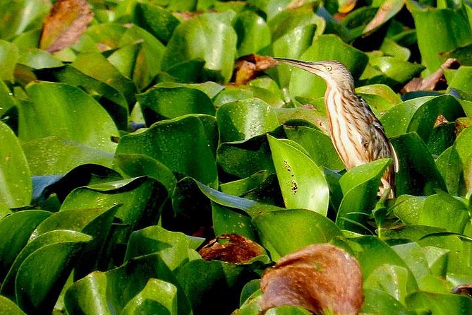 Bird watching in Colombo Wetlands- Guided Bird Walks - Who Will Get the Most From This Experience?