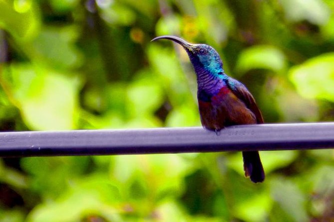 Bird watching in Colombo Wetlands- Guided Bird Walks - Watching Waterfowl, Shorebirds, and Colombo’s Urban Birds