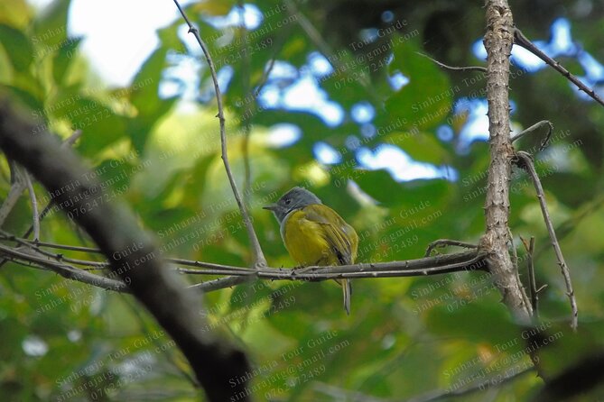 Bird Watching Tours in Sinharaja Rain Forest - Key points at a glance