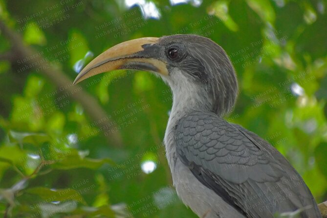 Bird Watching Tours in Sinharaja Rain Forest - Why this Sinharaja morning begins at 5:30 am