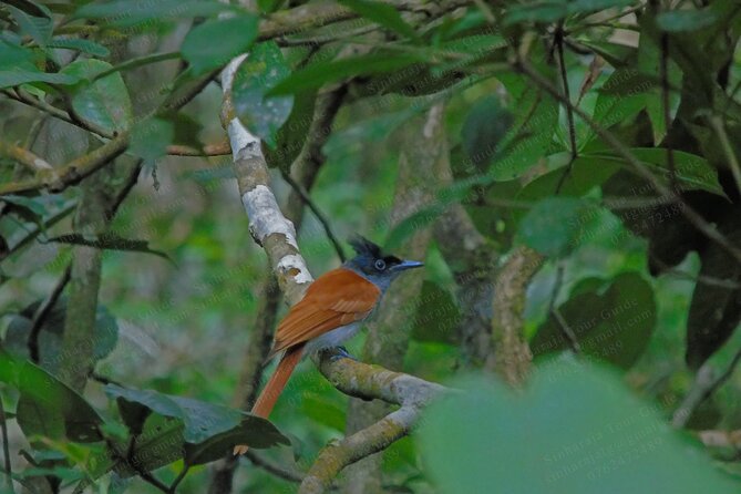 Bird Watching Tours in Sinharaja Rain Forest - The value of a private nine-hour forest day
