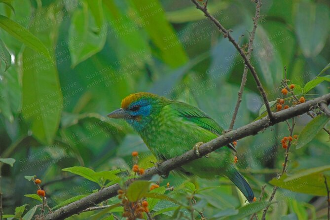Bird Watching Tours in Sinharaja Rain Forest - Breakfast, water, and leech socks: small details that matter