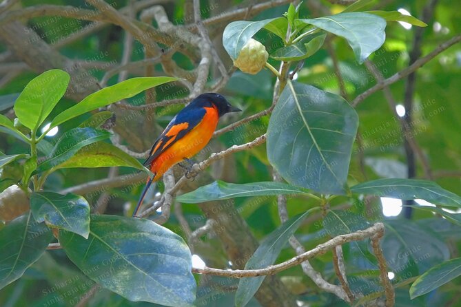 Bird Watching Tours in Sinharaja Rain Forest - How the long schedule works for photographers
