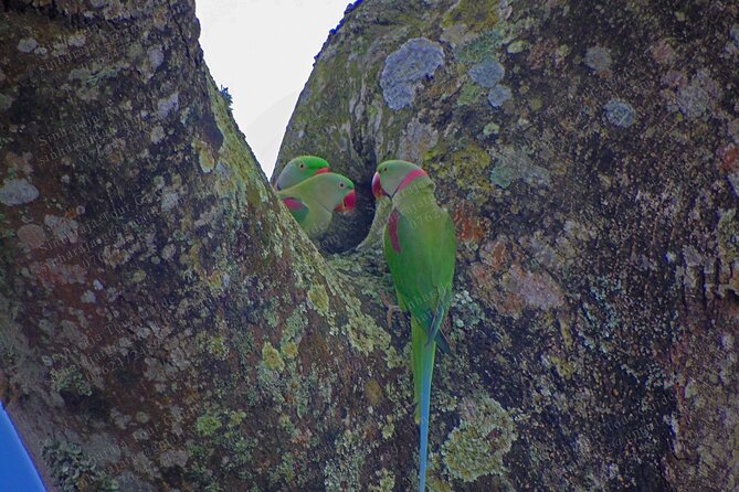 Bird Watching Tours in Sinharaja Rain Forest - Weather, cancellation, and the practical limits of the day