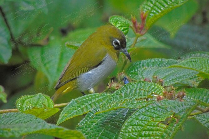 Bird Watching Tours in Sinharaja Rain Forest - Who will get the most from this experience