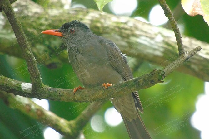 Bird Watching Tours in Sinharaja Rain Forest - Entering Sinharaja with a guide who listens