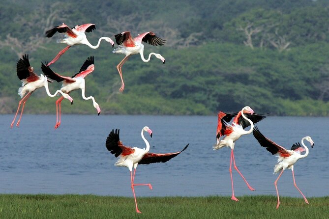 Birdwatching by Boat at Kalametiya Sanctuary - Key points about the Kalametiya boat trip