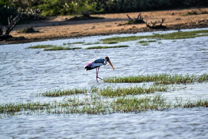 Birdwatching by Boat at Kalametiya Sanctuary - Why Kalametiya is worth your morning
