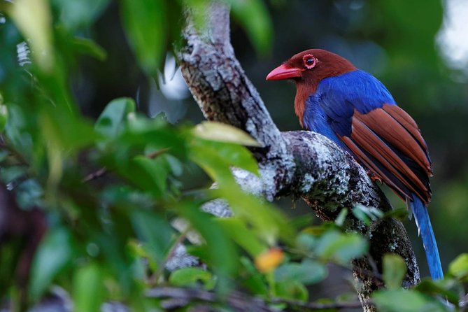 Birdwatching by Boat at Kalametiya Sanctuary - The bird species you may look for