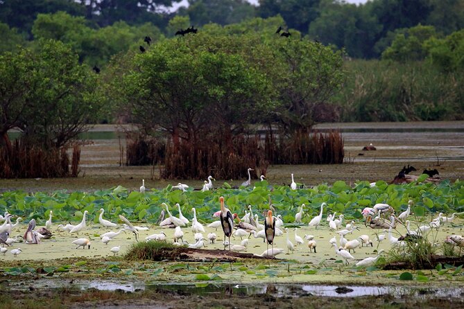 Birdwatching by Boat at Kalametiya Sanctuary - A little walking in the scrub jungle