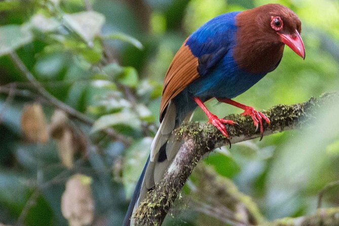 Birdwatching by Boat at Kalametiya Sanctuary - What the guide adds to the experience