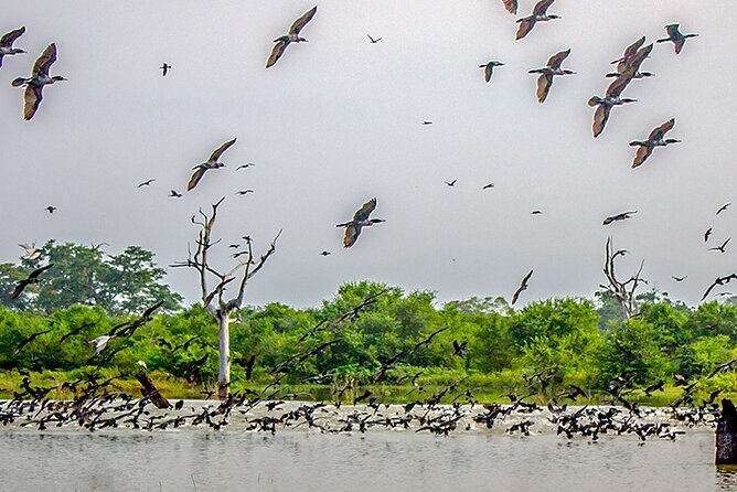 Birdwatching by Boat at Kalametiya Sanctuary - The 6:30 am start and what it means
