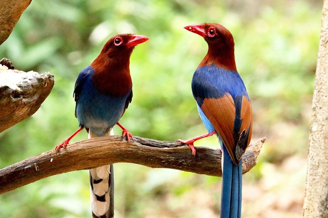 Birdwatching Walk in Thalangama Wetland from Colombo - Why Talangama Works as a Colombo Excursion