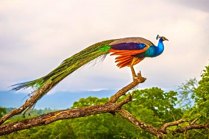 Birdwatching Walk in Thalangama Wetland from Colombo - Meeting the Guide at Talangama Junction