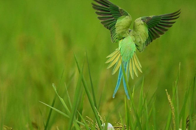 Birdwatching Walk in Thalangama Wetland from Colombo - Walking Through the Talangama Wetlands
