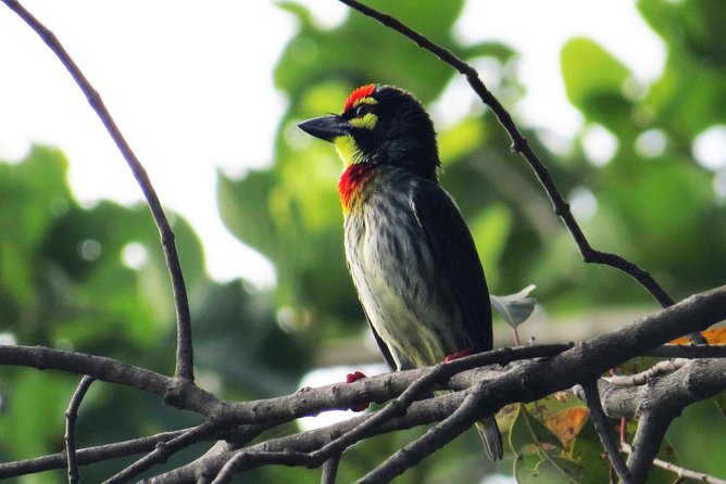 Birdwatching Walk in Thalangama Wetland from Colombo - The Value of a Personal Naturalist