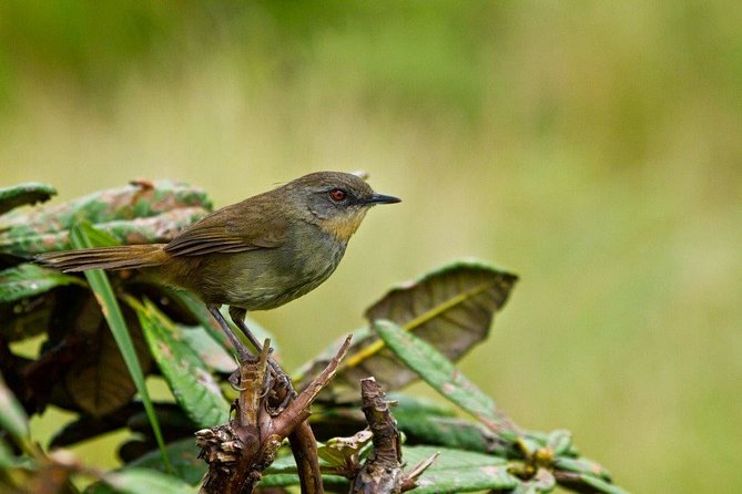 Birdwatching Walk in Thalangama Wetland from Colombo - What the $88 Price Really Covers