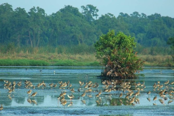 Birdwatching Walk in Thalangama Wetland from Colombo - The Best Season for Birds at Talangama