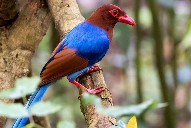 Birdwatching Walk in Thalangama Wetland from Colombo - Fitness, Clothing, and Practical Preparation