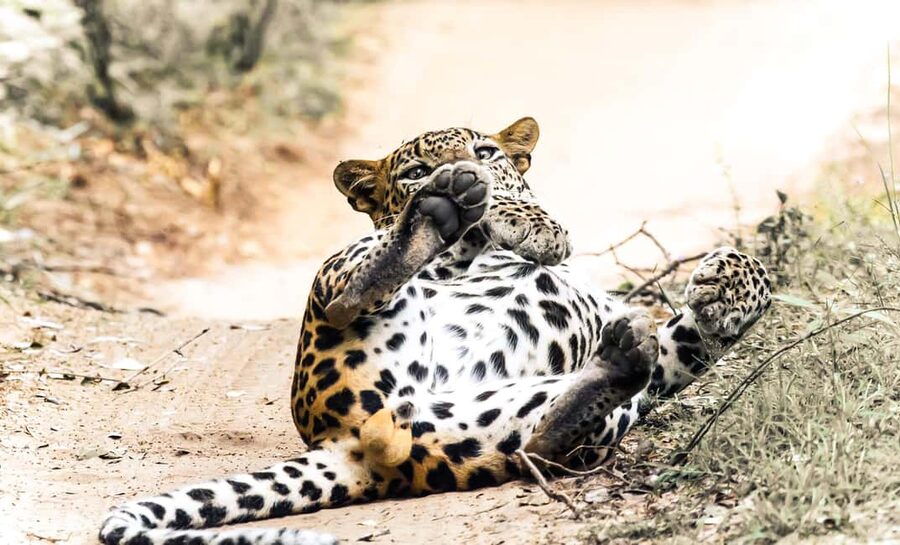 Budget Yala Safari with Accomadation & Meals Included - The 5:00 am morning safari