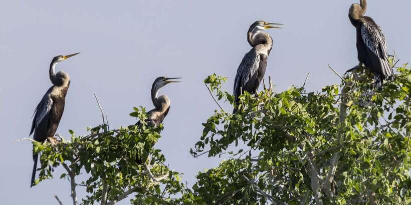 Bundala National Park: 3-Hour Morning or Evening Safari - Morning or evening: choosing the better three-hour slot