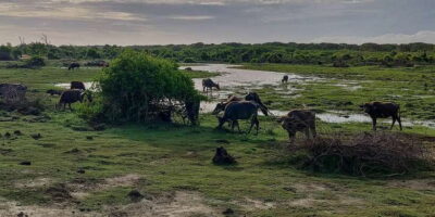 Bundala National Park: 3-Hour Morning or Evening Safari