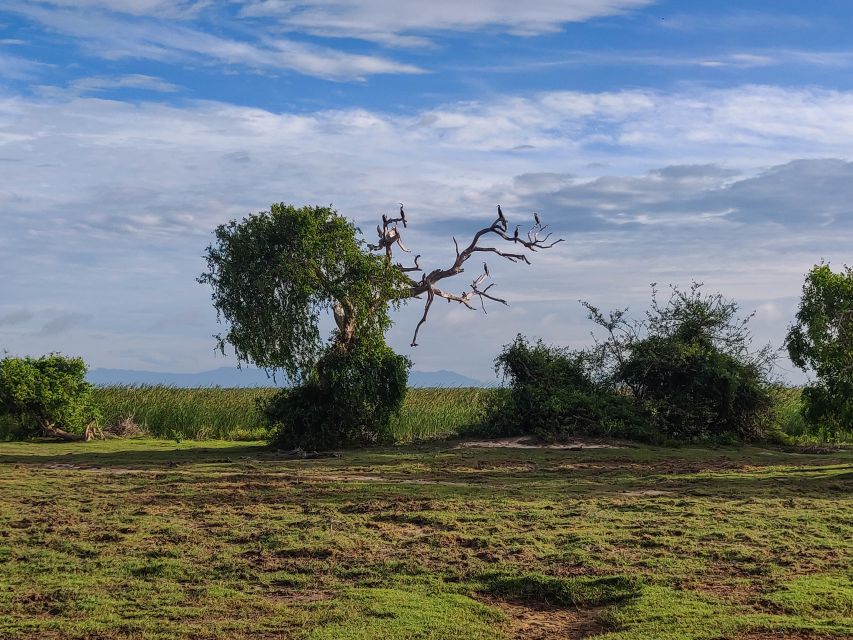 Bundala National Park: 3-Hour Morning or Evening Safari - The lagoons and birdlife are the main draw