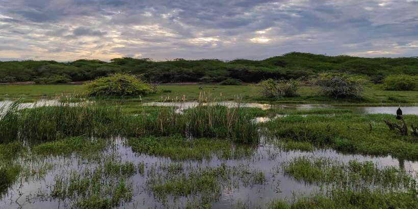 Bundala National Park: 3-Hour Morning or Evening Safari - What the $45 price really covers