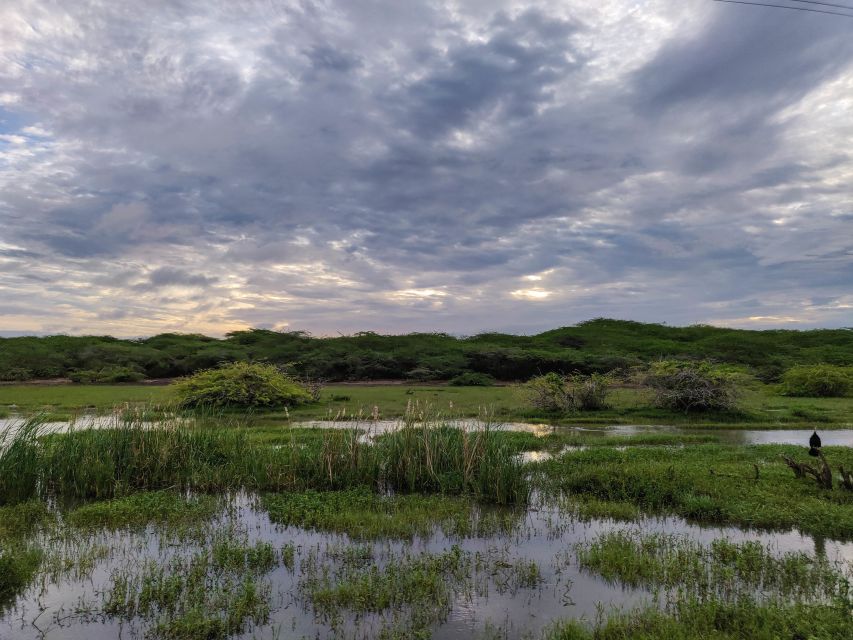 Bundala National Park: 3-Hour Morning or Evening Safari - Practical booking advice for a smooth visit