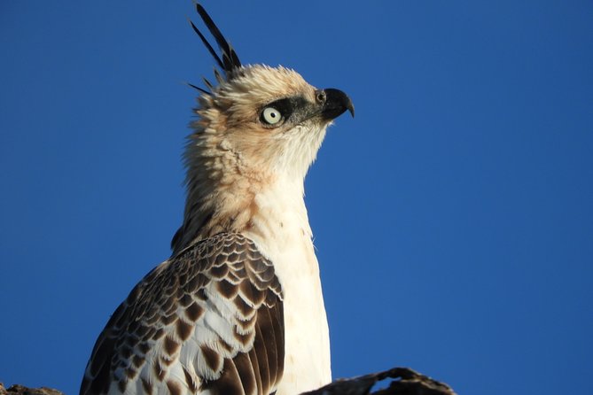 Bundala National Park Birds Watching Safari Tour - Key things to know before you book