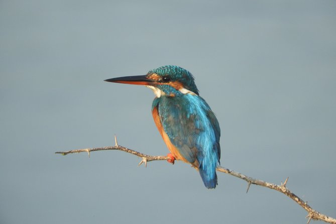Bundala National Park Birds Watching Safari Tour - Why Bundala makes a different safari choice