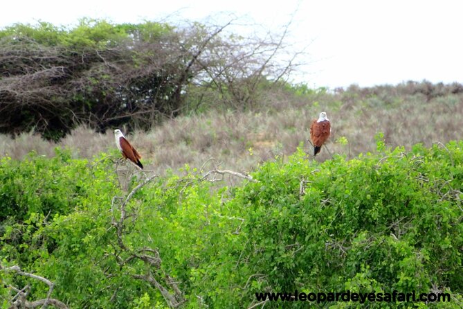 Bundala National Park Birds Watching Safari Tour - Birds are the main event