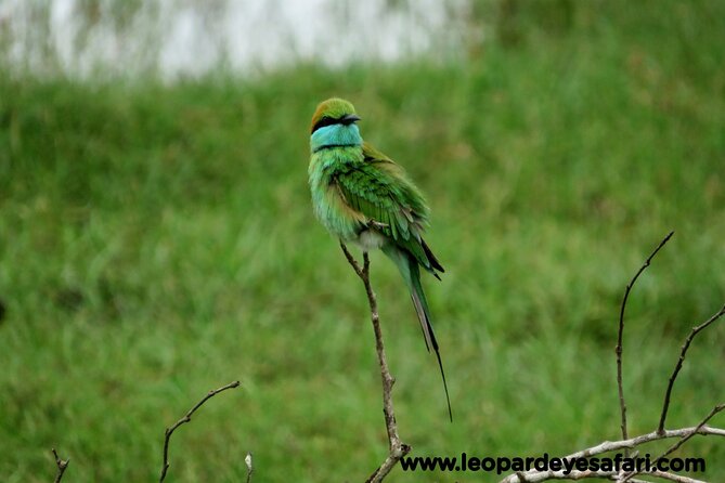 Bundala National Park Birds Watching Safari Tour - The wider animal list keeps the safari lively