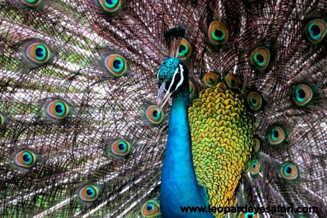 Bundala National Park Birds Watching Safari Tour - The private format is worth more than a crowded jeep