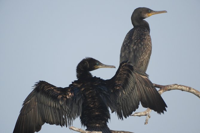 Bundala National Park Birds Watching Safari Tour - Who will enjoy this safari most