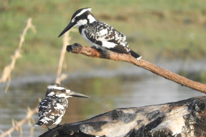 Bundala National Park Birds Watching Safari Tour - A four-hour outing with useful transfer time