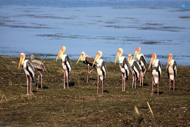 Bundala National Park Private Safari - Crocodiles, deer, monkeys, and smaller creatures