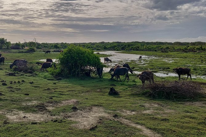 Bundala National Park Private Safari - Birdwatching in the May to July breeding season