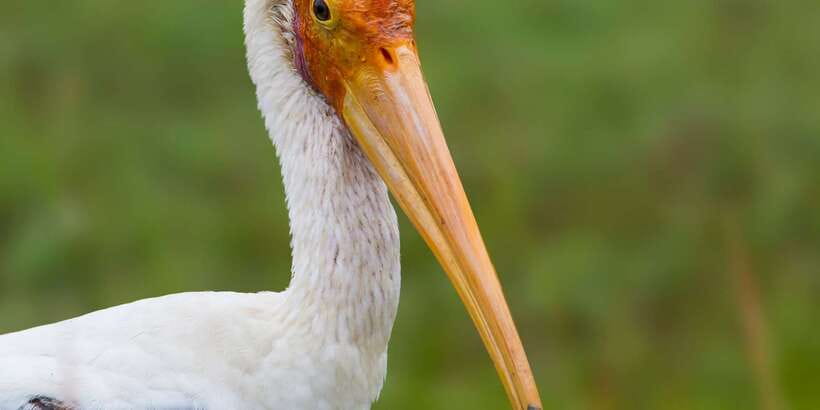 Bundala National Park Safari - Birding Paradise Tour - Why Bundala works so well for bird watching
